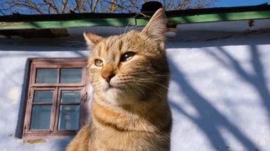 Komik kedi, eski bir köylü evinin arka planına bakar.