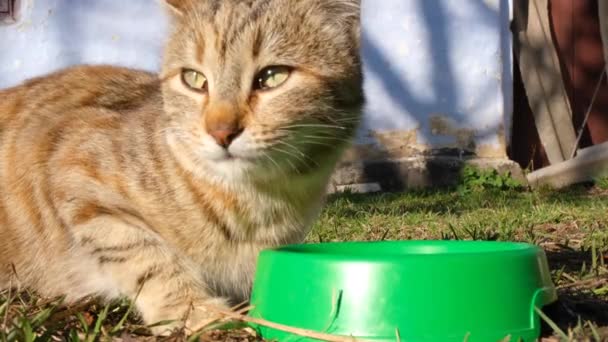 Zbloudilá kočka jí kočičí žrádlo ze zelené mísy na ulici. Zavřít video pojídání koček — Stock video