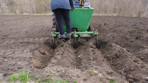 Farmers plant potatoes with a tractor in spring 2022. Sowing, agriculture concept — ストック動画