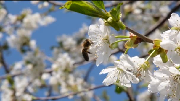 Bee flies on collects pollen from flowers on a cherry tree. In the spring the cherry tree blossomed. Slow motion full HD spring — Wideo stockowe