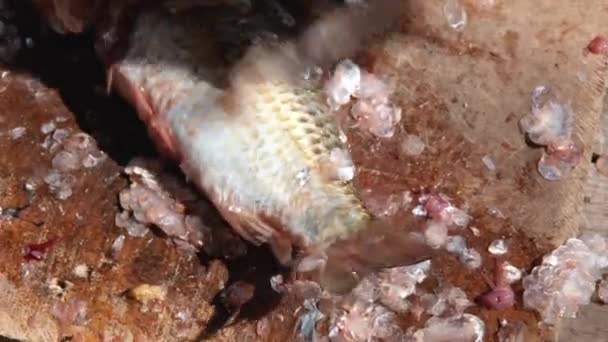 Man cleans or guts the crucian with a knife. Close up on the hands cleaning the fish. Fisherman peel the fish. — Stock video