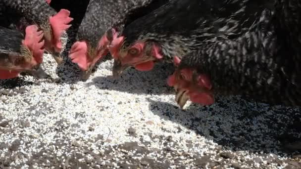鶏の餌についてのビューを閉じます。鶏の繁殖コンセプトの有機農場。農場の鶏 — ストック動画