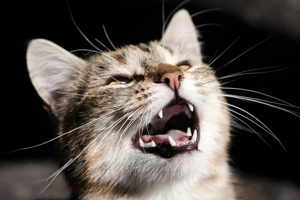 Funny stray cat loudly begs for food. Portrait of beautiful street cat pet. — Stock fotografie