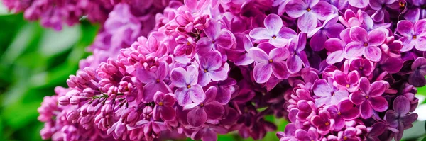 Branches with beautiful purple lilac. Long spring banner with tender bright lilac flowers — Stock Photo, Image