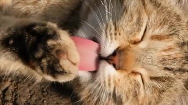 Close up Video portrait of funny homeless pussy licks paw on a white wall background. The cat washes and cleans the fur. Slow motion video of stray cat.