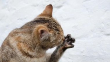 Video portrait of funny homeless pussy licks paw on a white wall background. The cat washes and cleans the fur. Slow motion video of stray cat