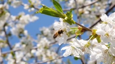 Arılar kiraz ağacındaki çiçeklerden polen toplar. İlkbaharda kiraz ağacı çiçek açtı. Yavaş çekim tam HD yay