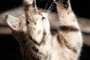 Komik sokak kedisi yüksek sesle yemek için yalvarıyor. Güzel sokak kedisinin portresi. Kedi arka ayakları üzerinde durur ve ön pençelerini uzatır.