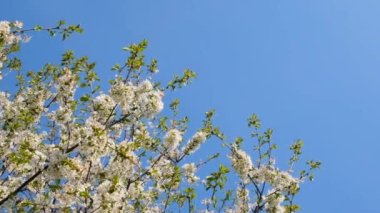 Güzel bir bahar çiçek açan meyve ağaçları ve mavi gökyüzü arka planı. Kiraz ağacı dalları rüzgarda yavaşça hareket ediyor. Yavaş çekim yay video pankartı