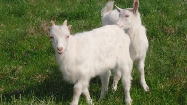 Duas cabras brancas a pastar num pasto verde. Conceito de agricultura biológica. Vídeo de resolução 4K — Vídeo de Stock