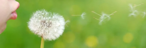 Girl child holds and blows on a dandelion. Happy childhood concept. Playing outdoors — Stock Fotó