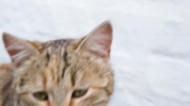 Güzel kedi ağızlığının video portresini kapat. Kedi doğrudan kameraya bakar ve miyavlar. Yavaş çekim tam HD video