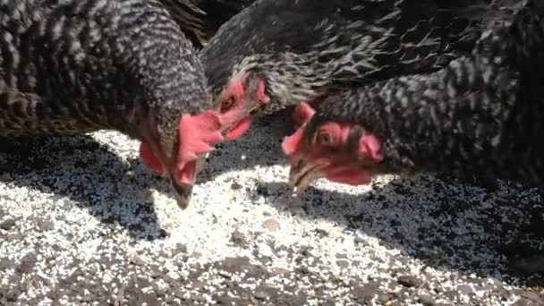 Vista de cerca de la alimentación de las gallinas mordedoras. Granja ecológica con concepto avícola. Pollos en la granja — Vídeo de stock
