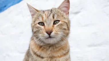 Güzel kedi ağızlığının video portresini kapat. Kedi doğrudan kameraya bakar ve yüzünü yalar. Yavaş çekim tam HD video