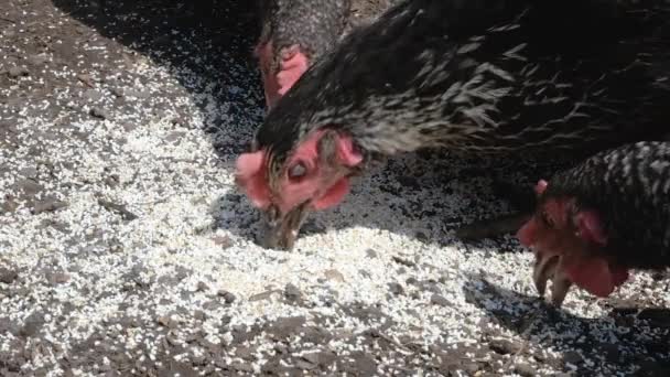 Close View Hens Bite Feed Organic Farm Poultry Breeding Concept — Stock Video