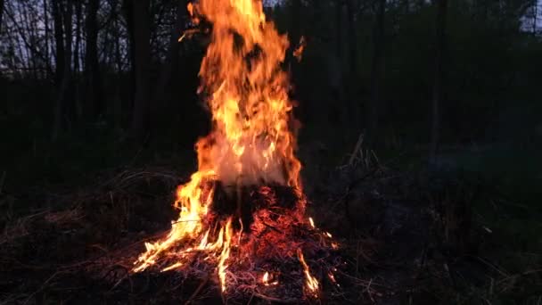 野火をキャッチフィールドに乾燥した草の上のビューを閉じます 炎の中の草 4K解像度ビデオ 森の中の大きな火 — ストック動画