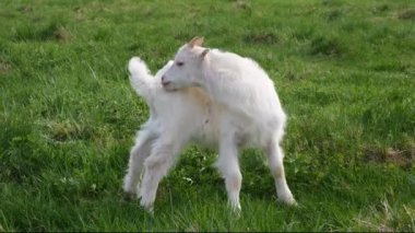 Yeşil çayırdaki küçük komik keçi portresi. Organik tarım kavramı. 4K çözünürlük videosu