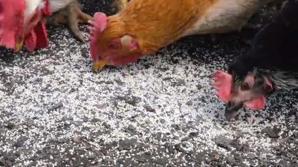 鶏の餌についてのビューを閉じます 鶏の繁殖コンセプトの有機農場 農場の鶏 — ストック動画