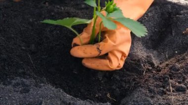 Çiftçi ellerine yakından bakın. Bahçeye çilek fideleri ekin. Tarım ve böğürtlen yetiştirme kavramı.