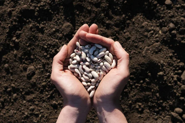 黒い地球の背景に豆でいっぱいのヤシ 播種会社または農業の概念 世界的な食糧危機 — ストック写真