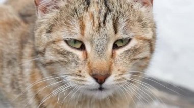 Güzel kedi ağızlığının video portresini kapat. Kedi doğrudan kameraya bakar ve göz kırpar. Yavaş çekim tam HD video.