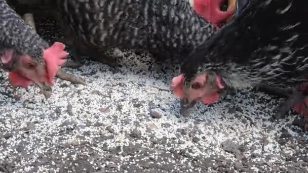 鶏の餌についてのビューを閉じます 鶏の繁殖コンセプトの有機農場 農場の鶏 — ストック動画