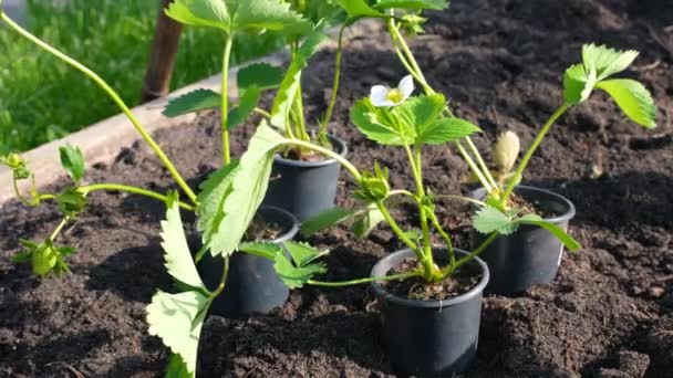 草莓幼苗在花园里的盆子里 准备种植的草莓幼苗 草莓种植概念 — 图库视频影像