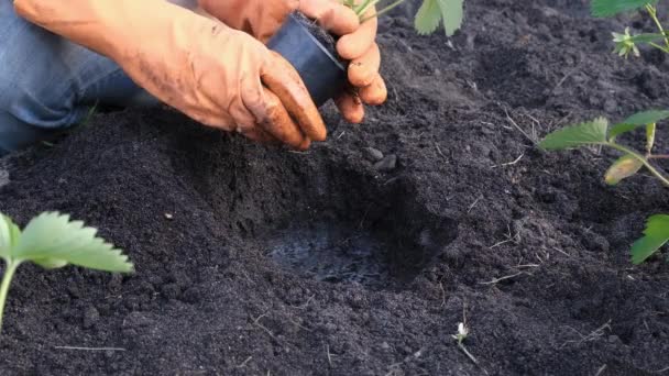Vista Perto Sobre Agricultor Mãos Plantar Mudas Morango Jardim Conceito — Vídeo de Stock