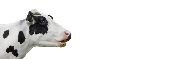 Long banner Cow portrait isolated on white background. Spotted black and white cow looking in front of white background. Farm animals concept.