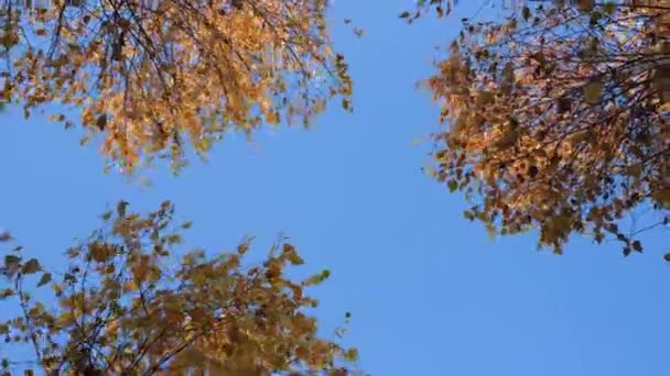 Голубое Небо Подглядывает Через Березовые Ветви Желтые Золотые Оранжевые Ветви — стоковое видео