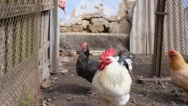 Funny Video Farmer Feeding Chikens His Hand Close View Hens — Stock videók
