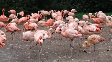 Hayvanat bahçesindeki pembe flamingo sürüsü. Pembe flamingo sürüsü güzel bir manzaranın arka planına karşı. Vahşi Yaşam 4K çözünürlük videosu.