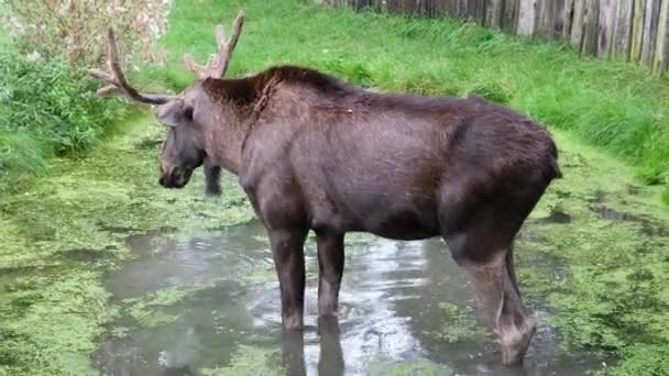 Alce Entorno Natural Encuentra Lago Sacude Primer Plano Vídeo Alces — Vídeo de stock