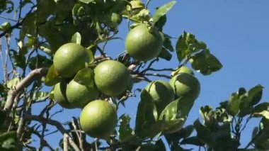 Rüzgarda sallanan yeşil turuncu meyveli portakal ağacı. Yavaş çekim tam HD video afişini meyve ağacıyla kapat.