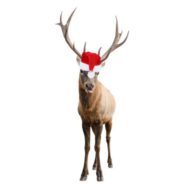 Noel 'de boynuzlu komik kırmızı geyik ya da beyaz arka planda izole edilmiş Noel Baba şapkası. Geyik yeni yıl sembolüdür.