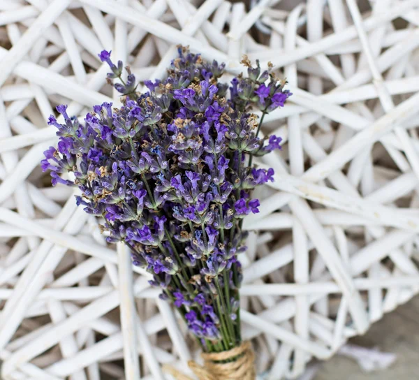 Lavendel — Stockfoto