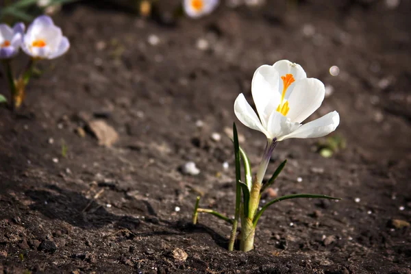 Crocus květ — Stock fotografie