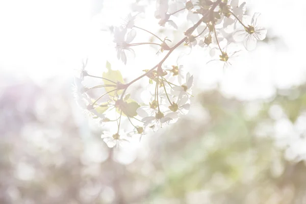 Cherry blossoms on a branch in the sunshine — Stock Photo, Image