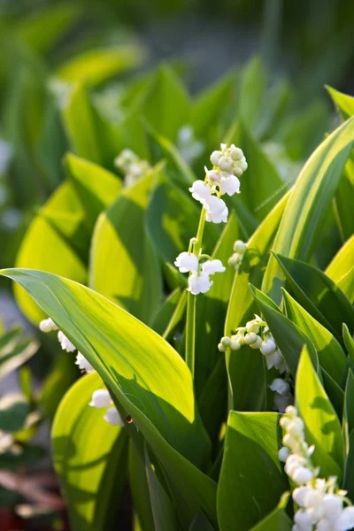 Lily-of-the-valley — Stock Photo, Image