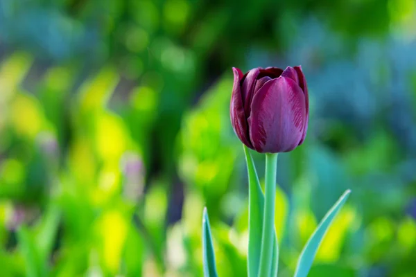 Tmavě fialové tulipány v zahradě — Stock fotografie