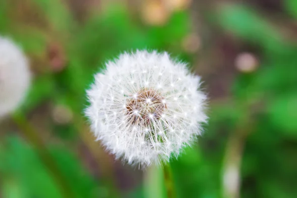 Dandelion flower on a background of green grass — Stock Photo, Image