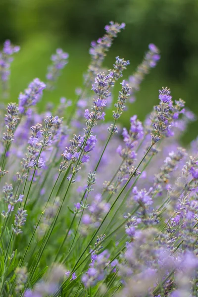 Flores de lavanda —  Fotos de Stock