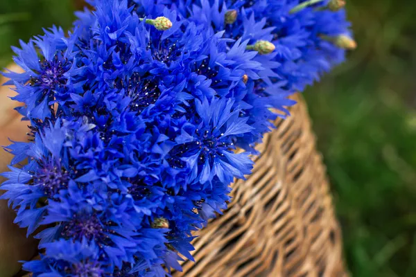 Букет васильковых цветов — стоковое фото