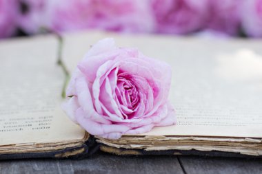 Rose ve bir antika kitap