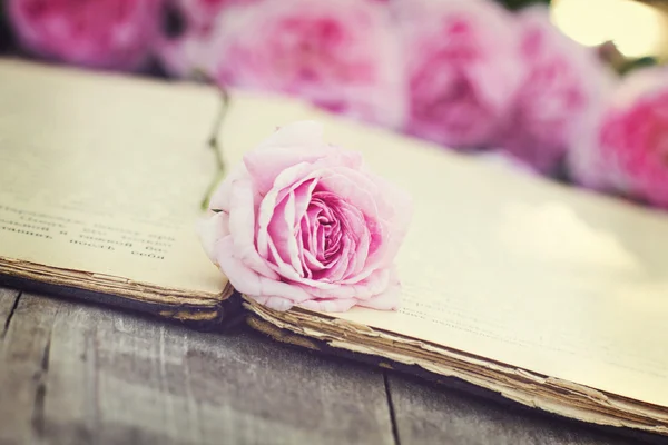 Τριαντάφυλλο και ένα παλαιό βιβλίο — Φωτογραφία Αρχείου