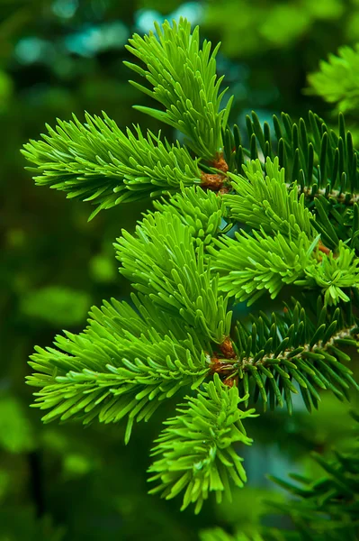 Spruce branches — Stock Photo, Image