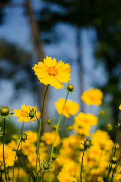 Trochę gerbera — Zdjęcie stockowe