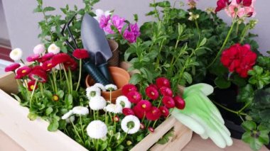 Saksıda Bahar Çiçekleri Bitmeye Hazır. 