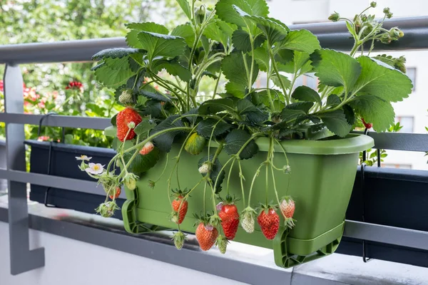 Reife saftige Erdbeeren wachsen in Töpfen auf dem Balkon. Ökologischer Anbau zu Hause — Stockfoto