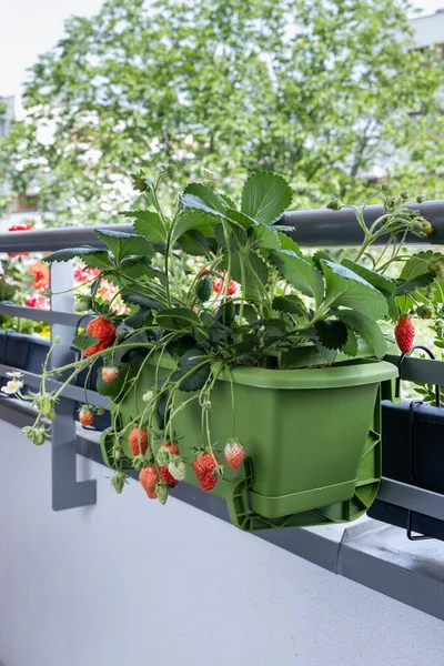 Вирощування органічної полуниці на балконі вдома. Зрізати кущі полуниці в горщиках . Ліцензійні Стокові Зображення
